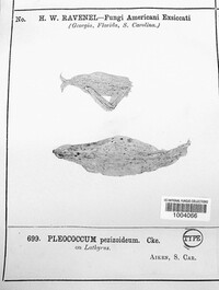 Pleococcum pezizoideum image